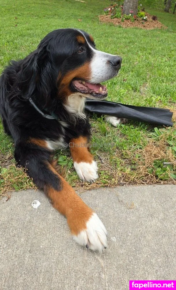 chubbybrat69vip Nude Leaked OnlyFans Photo #1j384LfXQM