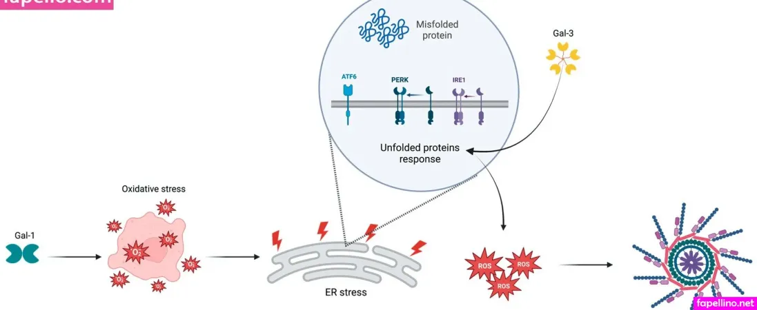Claudia Surace Main Profile Photo