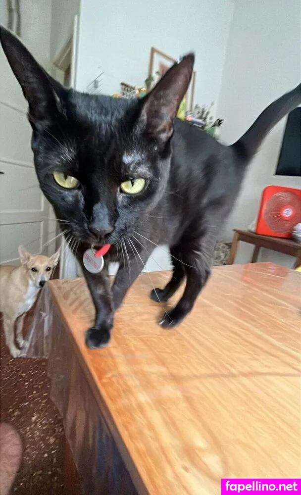 crazysexy.vip, crazysexycoolldn Nude Leaked OnlyFans Photo #gdZ24ABF57