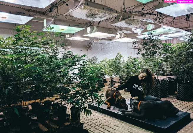 Danceincannabis OnlyFans Thumbnail #3rW2xVRDxJ