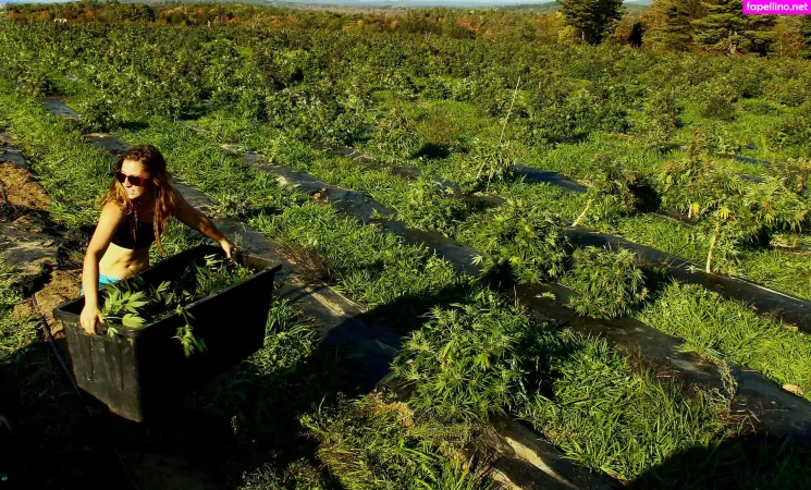 Danceincannabis OnlyFans Thumbnail #BCVoZG0usN