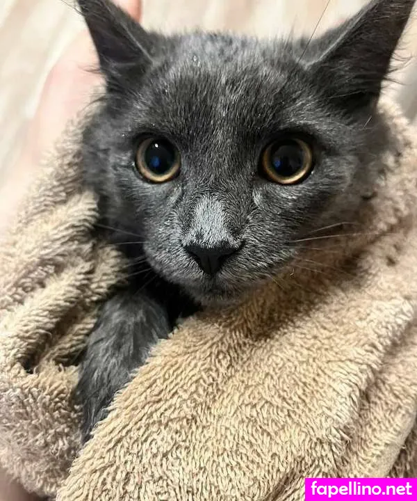 hairy_shizo, https:, theofficialdaria Nude Leaked OnlyFans Photo #EZeeLLp6Qx