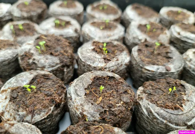 Deealice OnlyFans Thumbnail #JT7iCLzauE