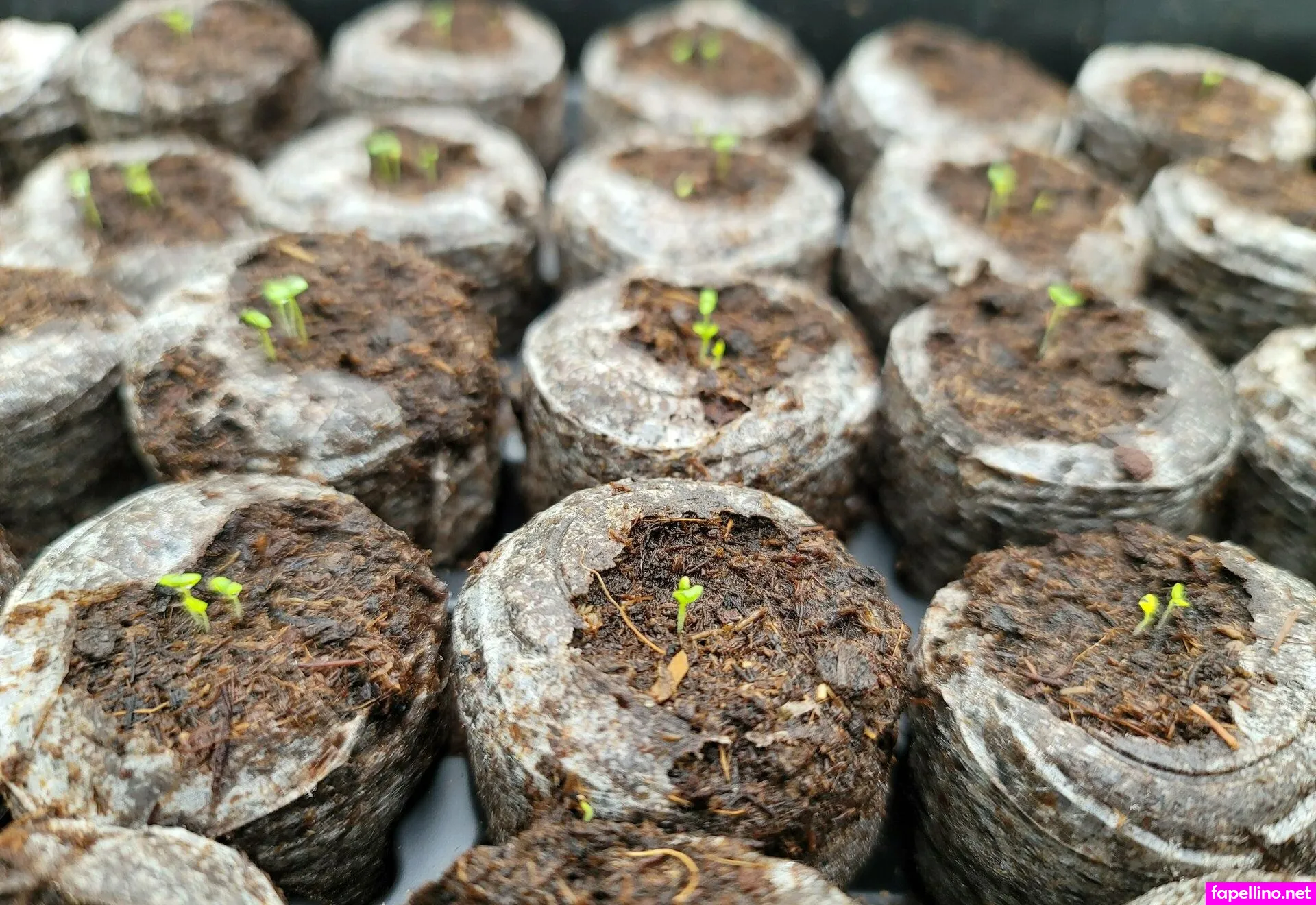 deealice, its.dee.alice Nude Leaked OnlyFans Photo #JT7iCLzauE