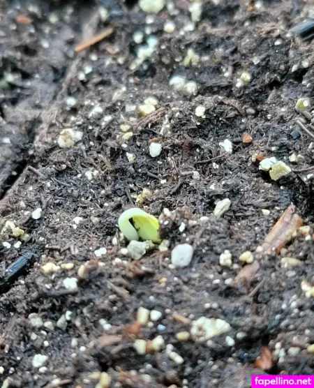 Deealice OnlyFans Thumbnail #P74ZPAhgeN