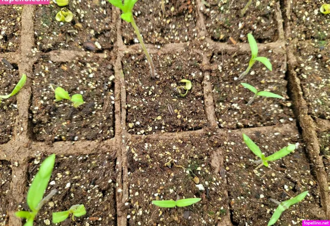 Deealice OnlyFans Thumbnail #SchjCraqW8