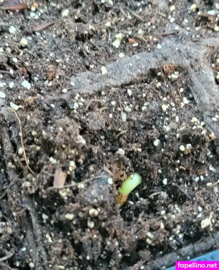 Deealice OnlyFans Thumbnail #mVjV6aj6Pz