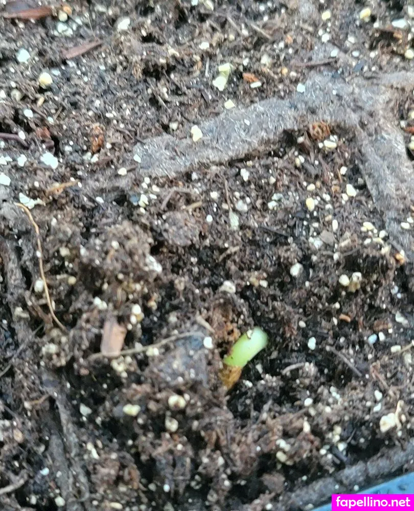 deealice, its.dee.alice Nude Leaked OnlyFans Photo #mVjV6aj6Pz