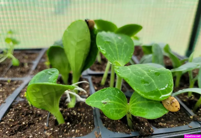 Deealice OnlyFans Thumbnail #nGhwGgE7L2