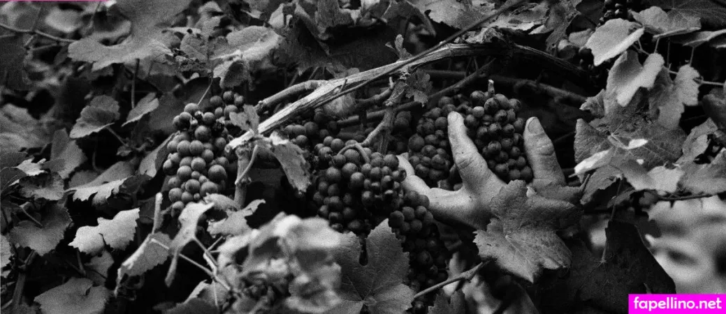 Delbosco Main Profile Photo