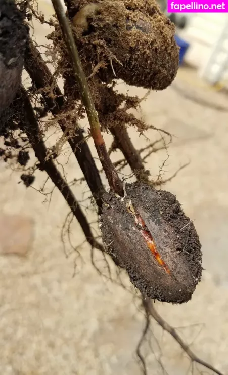 Driftinggem OnlyFans Thumbnail #msalAQEOSw