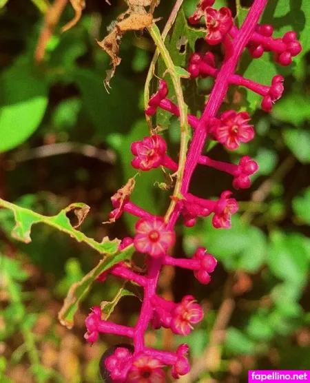 Dropofhoney OnlyFans Thumbnail #6o54d9xmfZ