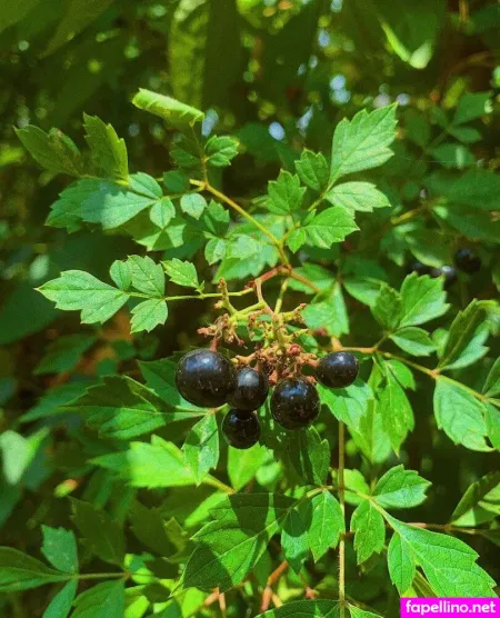 Dropofhoney OnlyFans Thumbnail #VJeXe9CFmM