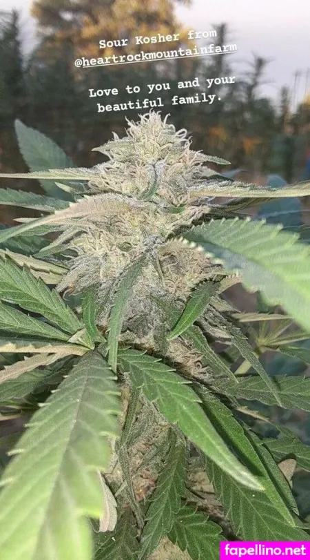 Elithefearless Main Profile Photo