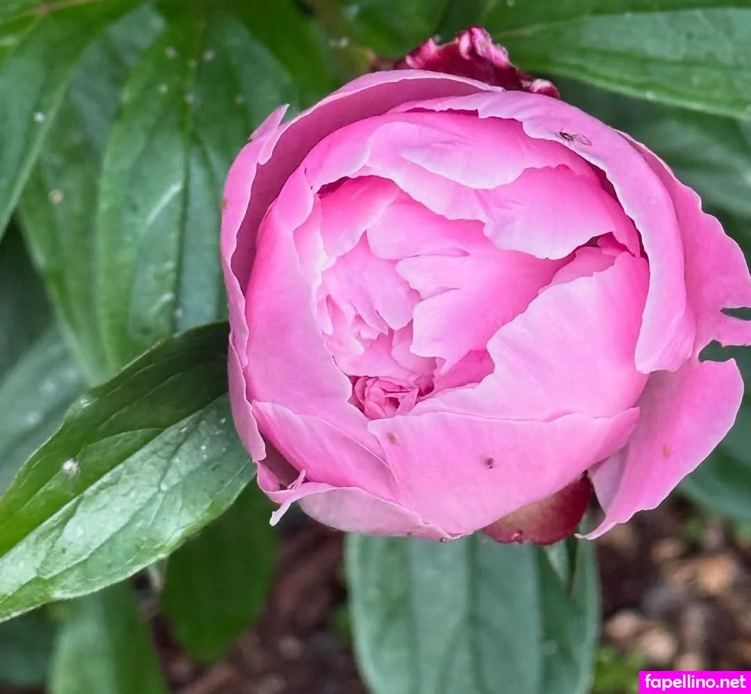 evparrish, evparrishofficial, https: Nude Leaked OnlyFans Photo #8GrMcQuGO6