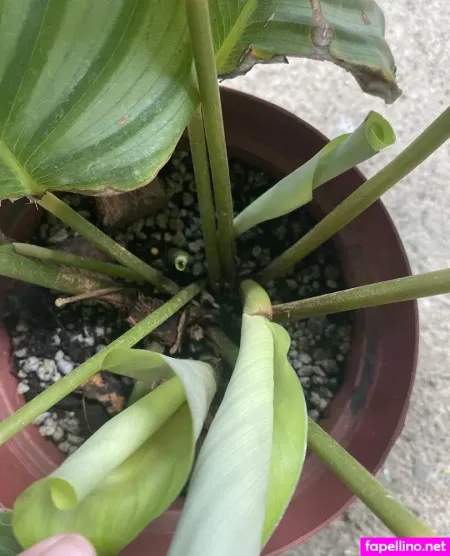 Explicitcherry OnlyFans Thumbnail #HPtLaJbtoO