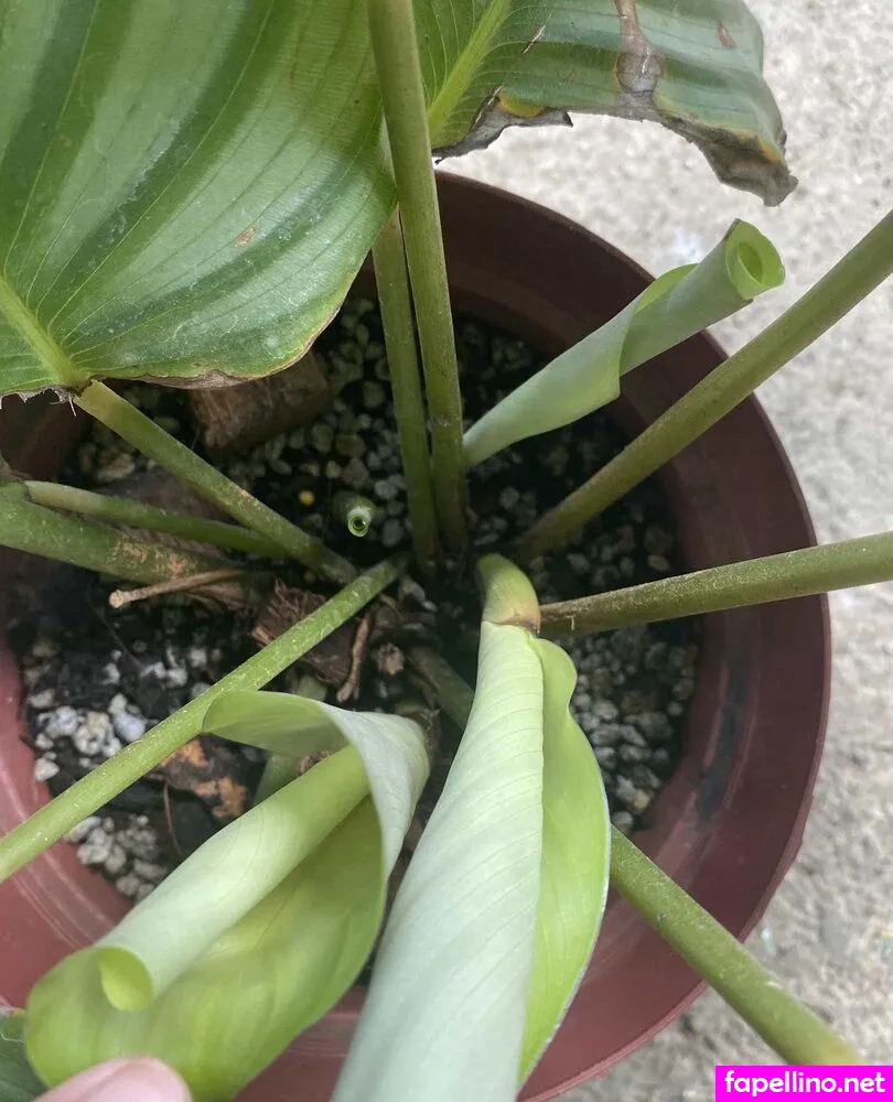 explicitcherry, https:, risquecherry Nude Leaked OnlyFans Photo #HPtLaJbtoO