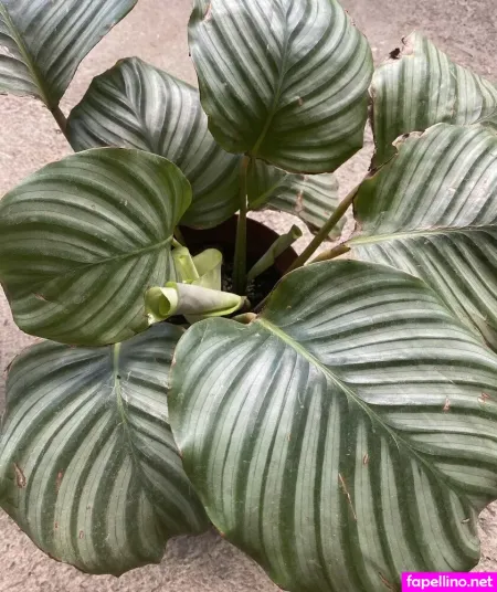 Explicitcherry OnlyFans Thumbnail #ie9UX54U3T