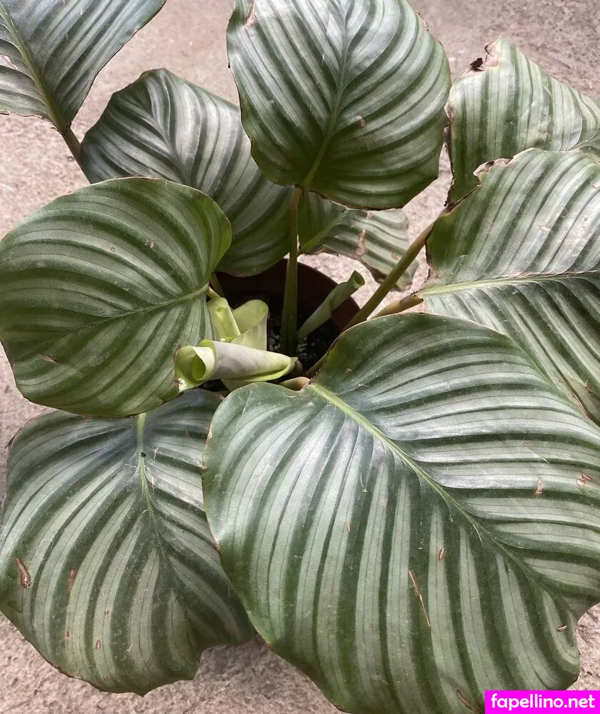 explicitcherry, https:, risquecherry Nude Leaked OnlyFans Photo #ie9UX54U3T