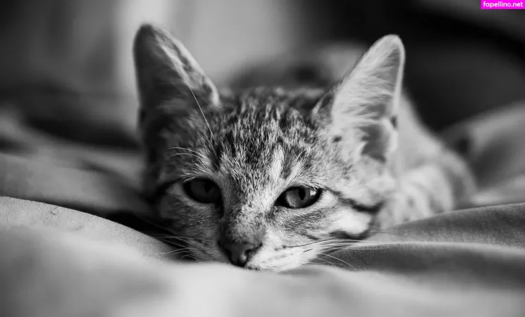 Fosterkittendad OnlyFans Thumbnail #19YFYK40Xb