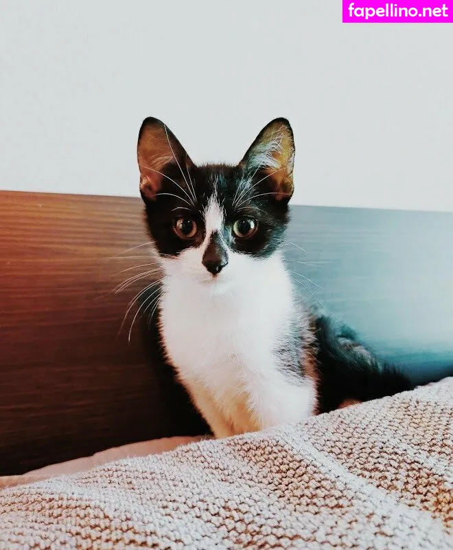 fosterkittendad Nude Leaked OnlyFans Photo #1kH3zzUKIZ