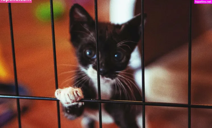 Fosterkittendad OnlyFans Thumbnail #2qhbw0QyfU