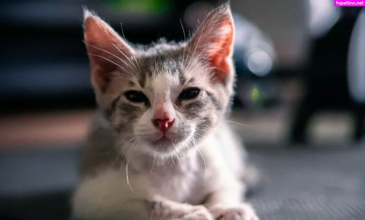 Fosterkittendad OnlyFans Thumbnail #7r4zPw4nUw