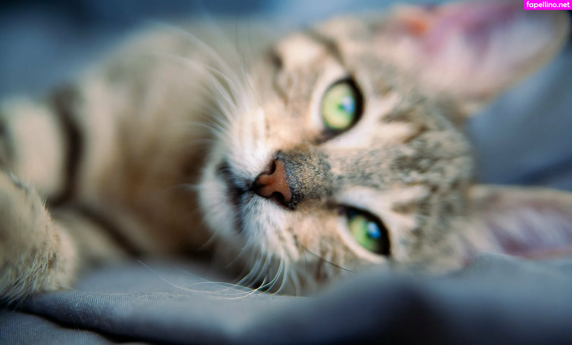 fosterkittendad Nude Leaked OnlyFans Photo #8AhQQwMNRY