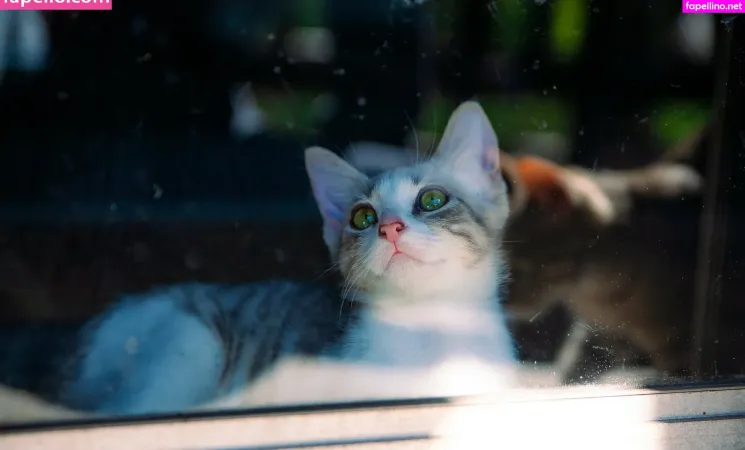 Fosterkittendad OnlyFans Thumbnail #DeBBYEQV0j