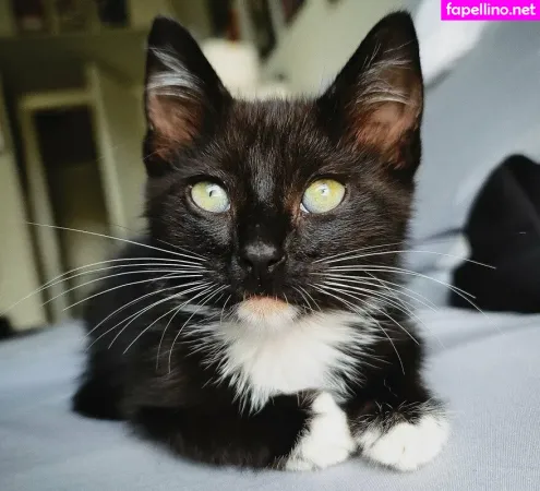 Fosterkittendad OnlyFans Thumbnail #ExEkF44MDK