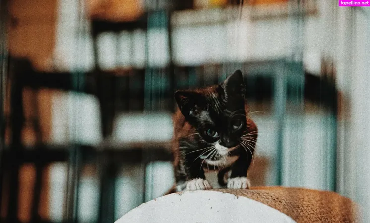 Fosterkittendad OnlyFans Thumbnail #Fq3Bid01HI