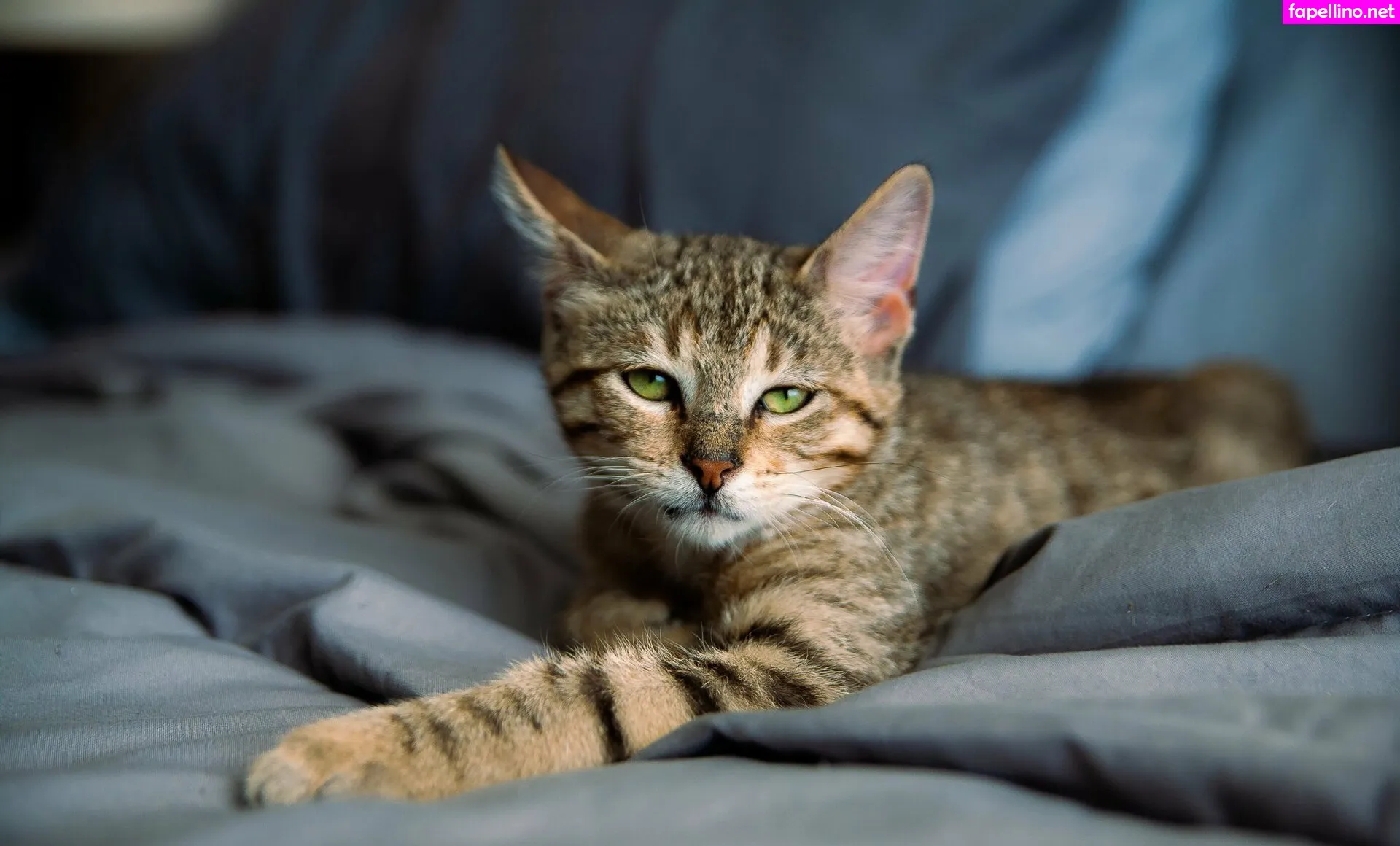 fosterkittendad Nude Leaked OnlyFans Photo #L7mPMXLmTI