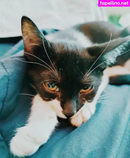 Fosterkittendad OnlyFans Thumbnail #N0nv3f8zVh