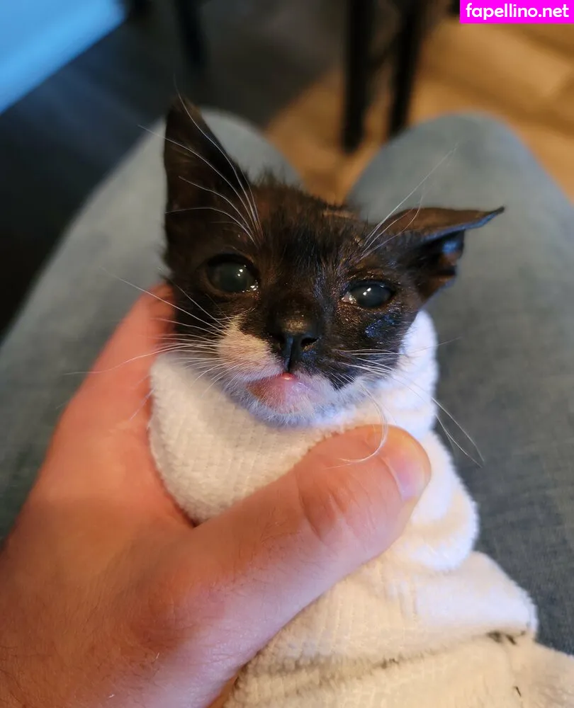 fosterkittendad Nude Leaked OnlyFans Photo #OGf5y91EF1