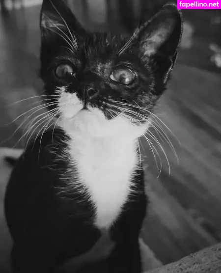 Fosterkittendad OnlyFans Thumbnail #ONZO3ksDGE