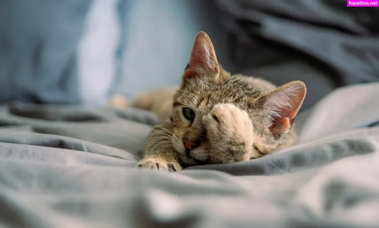 Fosterkittendad OnlyFans Thumbnail #QzLt8gYU5F