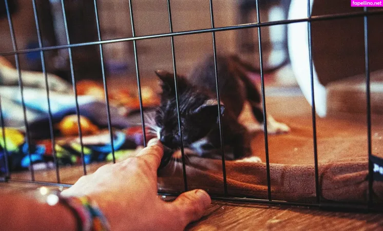 Fosterkittendad OnlyFans Thumbnail #RAUQOYCZKV