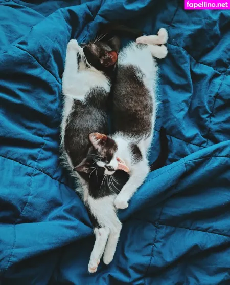 Fosterkittendad OnlyFans Thumbnail #Rmg5OwXHyr