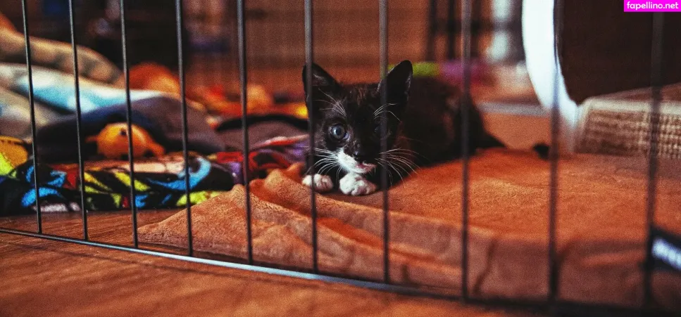 Fosterkittendad OnlyFans Thumbnail #VjXBYx1z7P