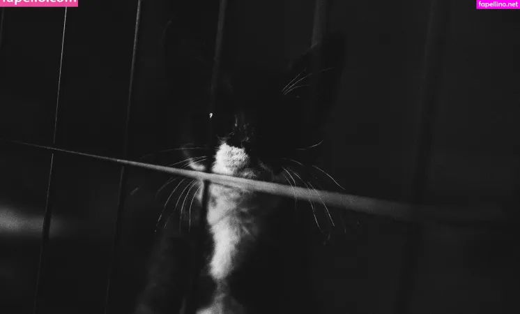 Fosterkittendad OnlyFans Thumbnail #WQ2MUQCwCA