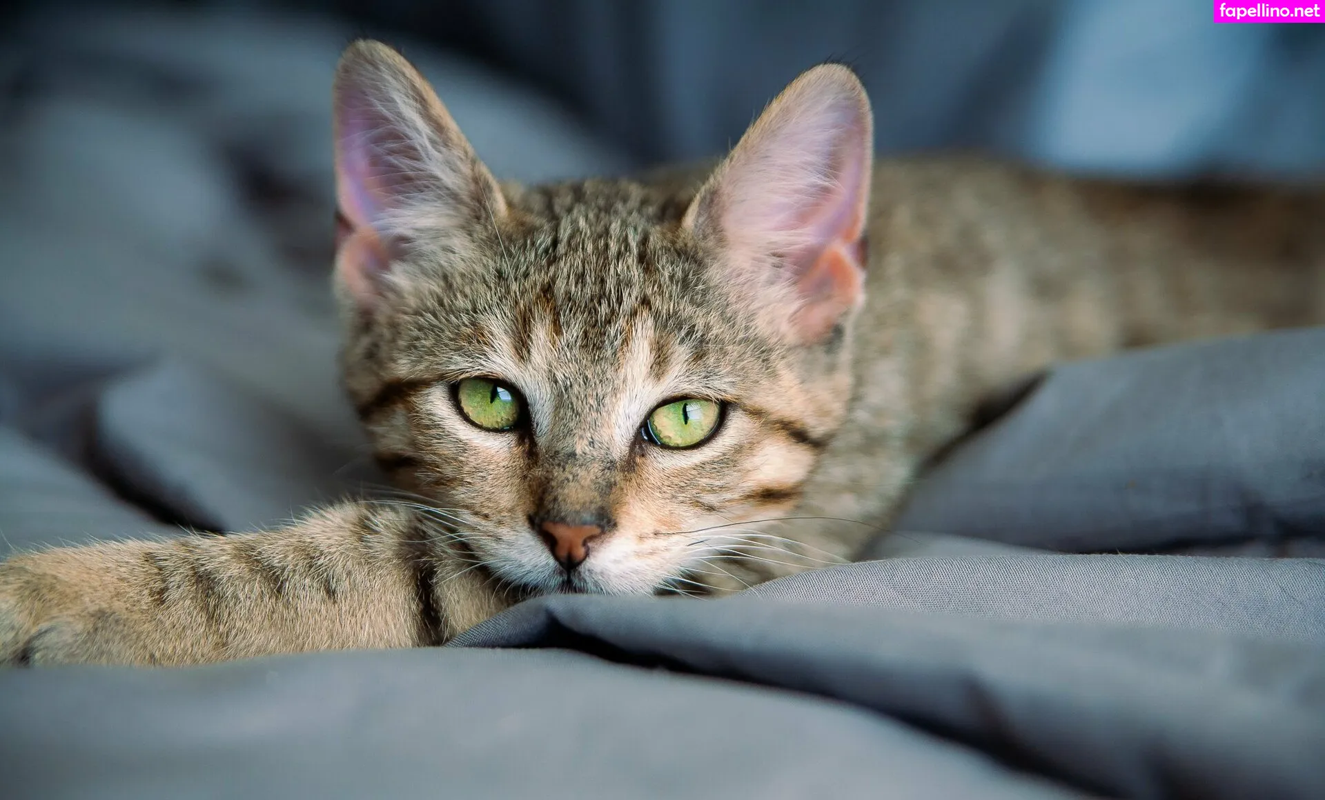 fosterkittendad Nude Leaked OnlyFans Photo #dJsmft58J0