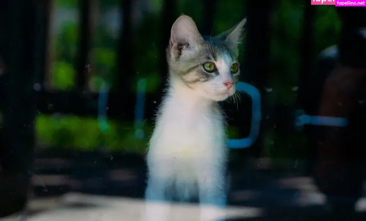 Fosterkittendad OnlyFans Thumbnail #e7qxkS49JX