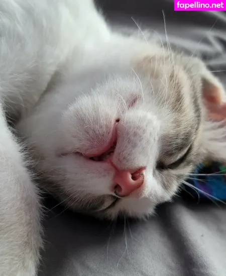 Fosterkittendad OnlyFans Thumbnail #h8b09KOPj9