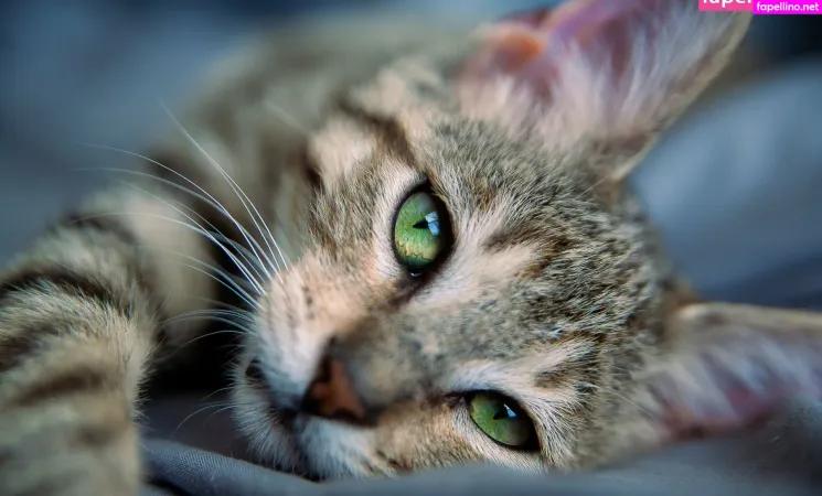 Fosterkittendad OnlyFans Thumbnail #hshG4l6S0b