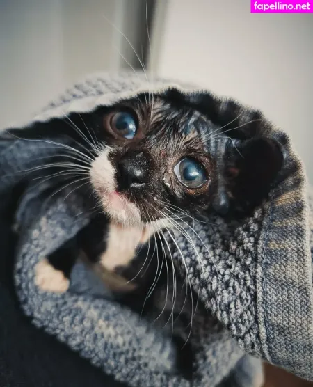 Fosterkittendad OnlyFans Thumbnail #nKOmq9rR0g