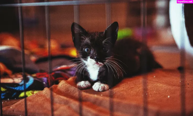 Fosterkittendad OnlyFans Thumbnail #nUmsPWydQW