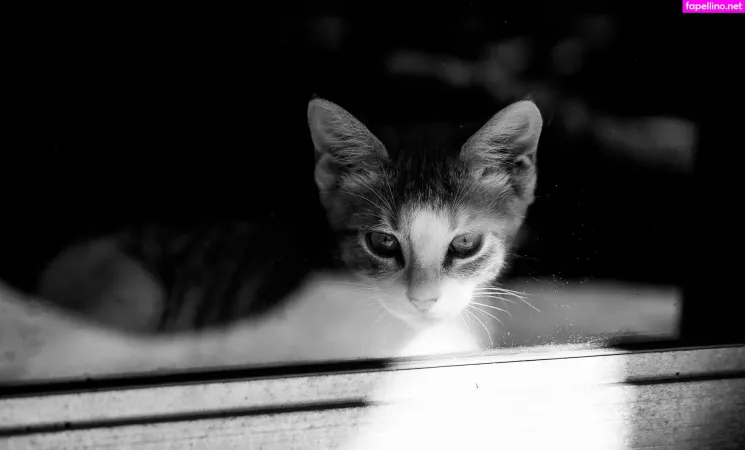 Fosterkittendad OnlyFans Thumbnail #oaKMwcV9YK