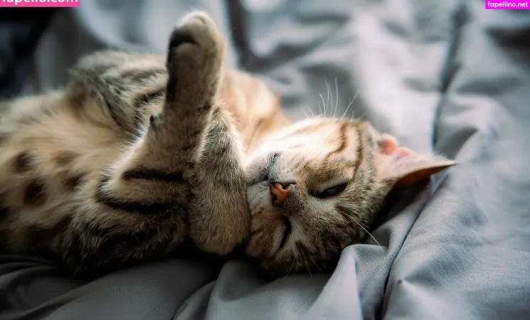 Fosterkittendad OnlyFans Thumbnail #p6Kz8vhTyy