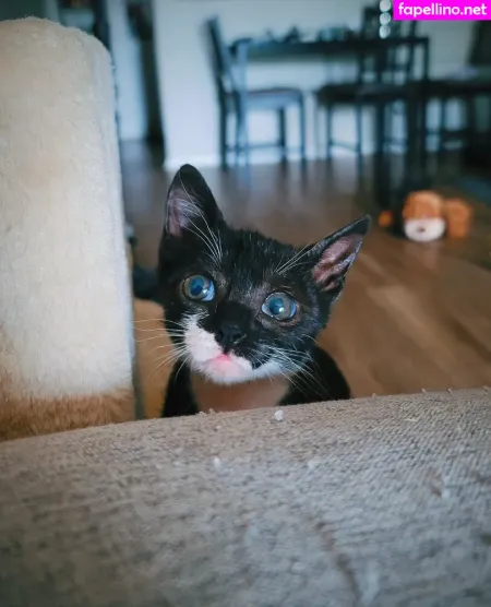 Fosterkittendad OnlyFans Thumbnail #tKR94bzPdi