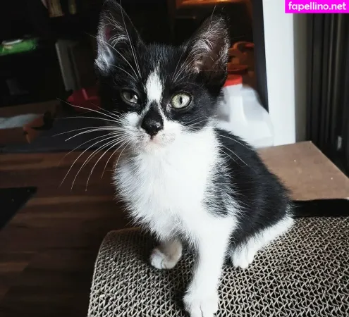 Fosterkittendad OnlyFans Thumbnail #v0SodD9RaM